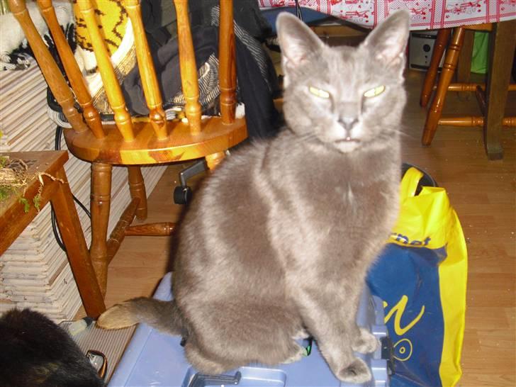 Russian Blue Malu - Malou billede 1