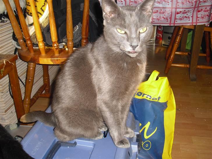 Russian Blue Malu - Hun gider ikke få taget billeder.. smiler..:) billede 2