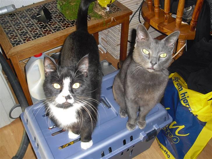 Russian Blue Malu - Ulle og Malou sidder og venter på mad..:) billede 3