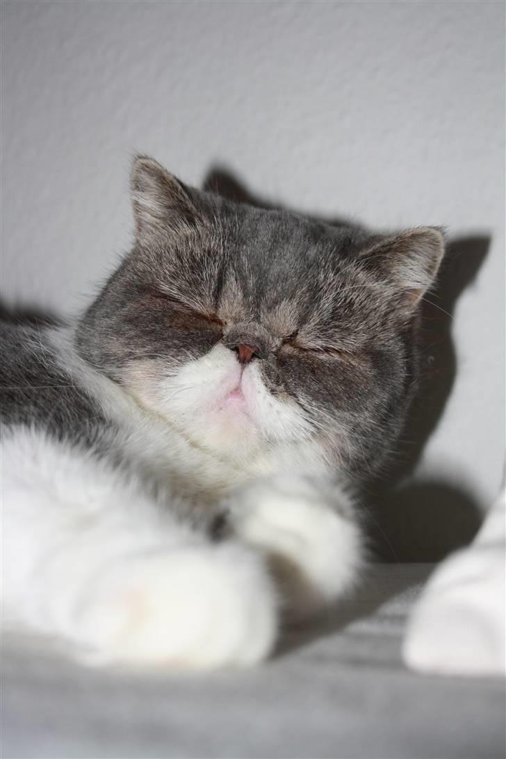 Exotic Dimse billede 1