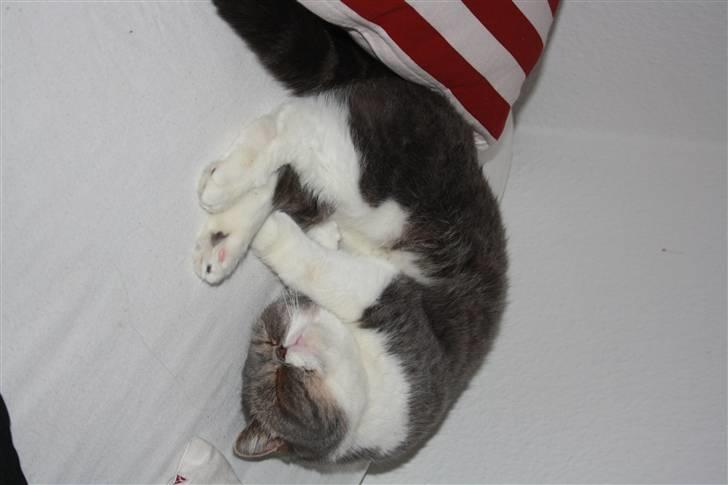 Exotic Dimse billede 2