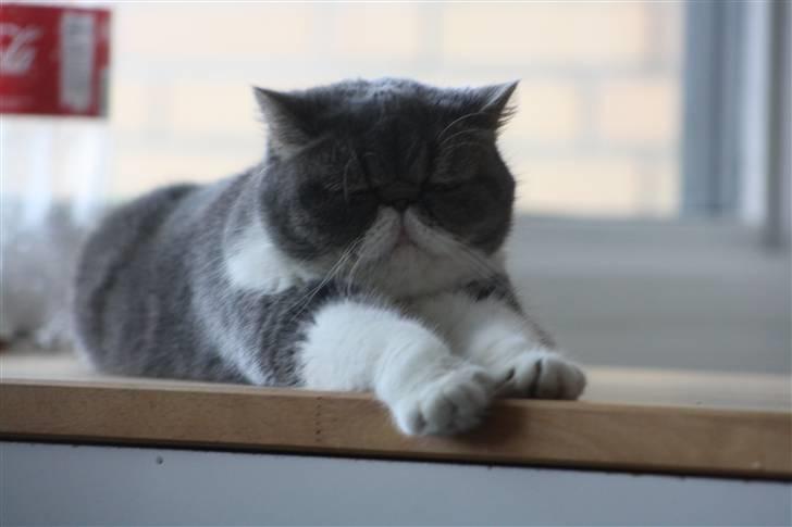 Exotic Dimse billede 3