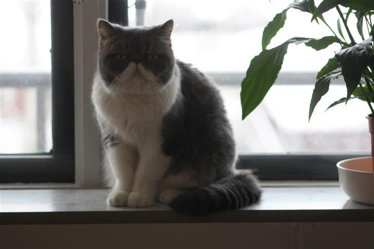 Exotic Dimse billede 4