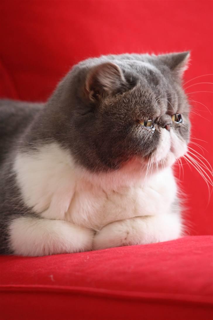 Exotic Dimse billede 5