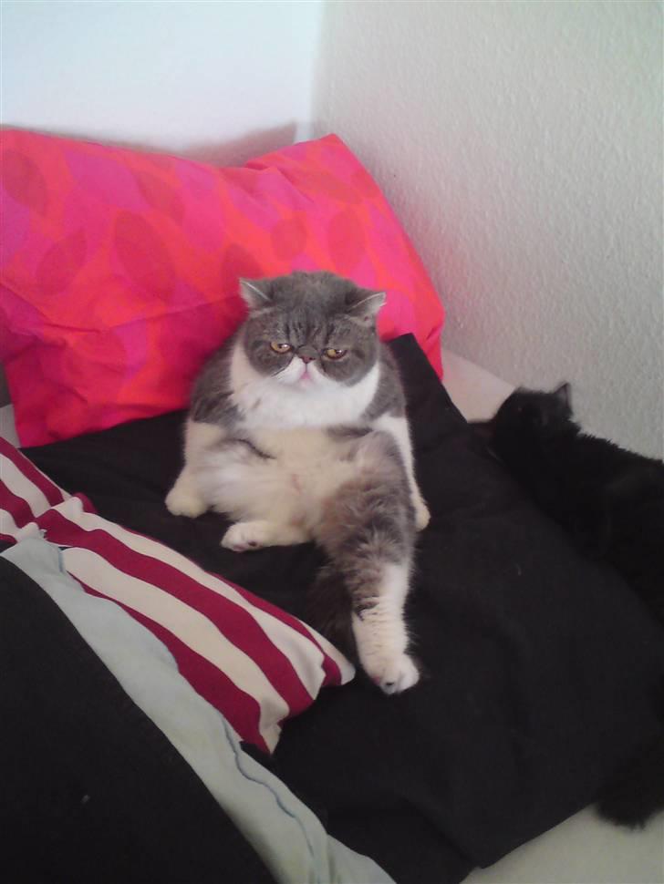 Exotic Dimse billede 6