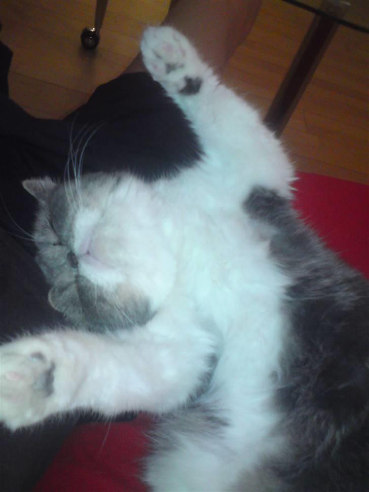 Exotic Dimse billede 7