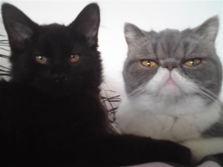 Exotic Dimse billede 8