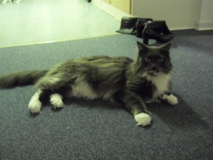 Maine Coon Bølle billede 6