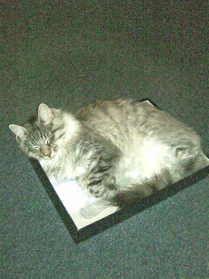 Norsk Skovkat Pivert billede 2