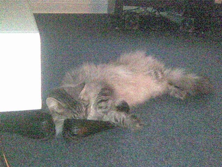 Norsk Skovkat Pivert billede 3