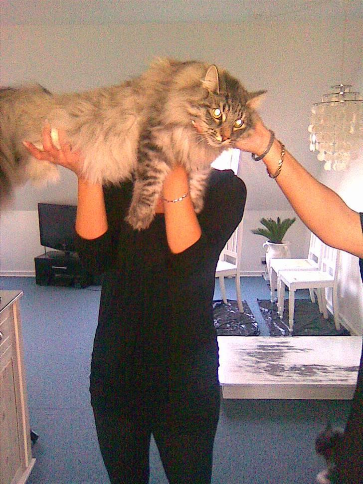 Norsk Skovkat Pivert billede 4