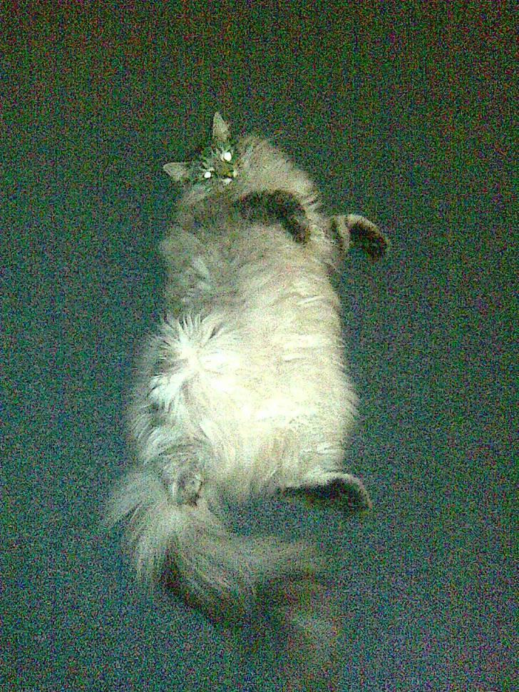 Norsk Skovkat Pivert billede 5