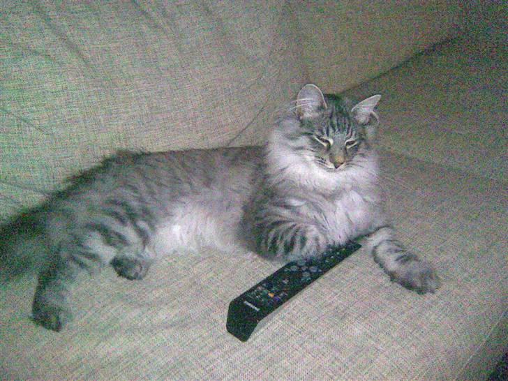 Norsk Skovkat Pivert billede 6