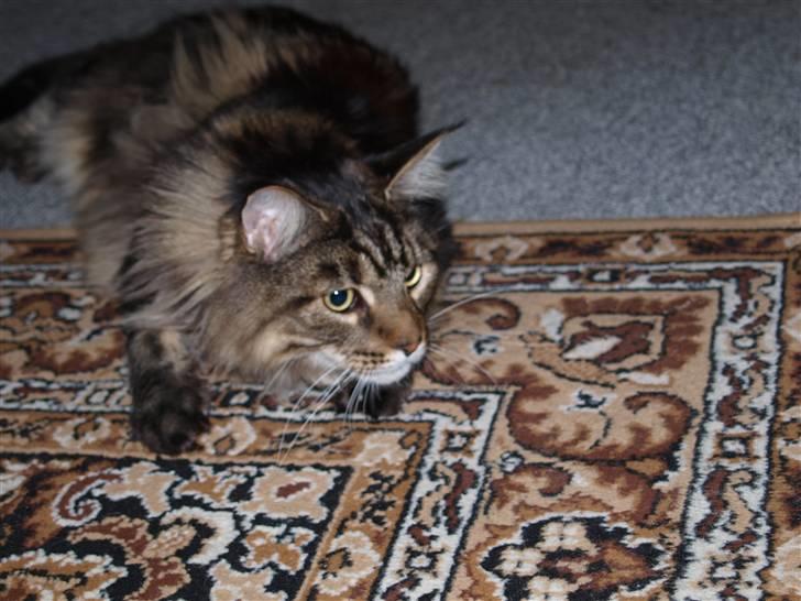 Maine Coon cæsar billede 3