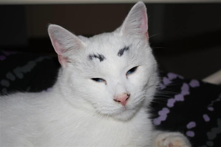 Blanding af racer Loui *R.I.P.* :'( - Som straf for at vælte min potteplante i mit vindue, på mit værelse, ned, fik Loui lige tegnet et par fine øjenbryn :D haha! billede 12