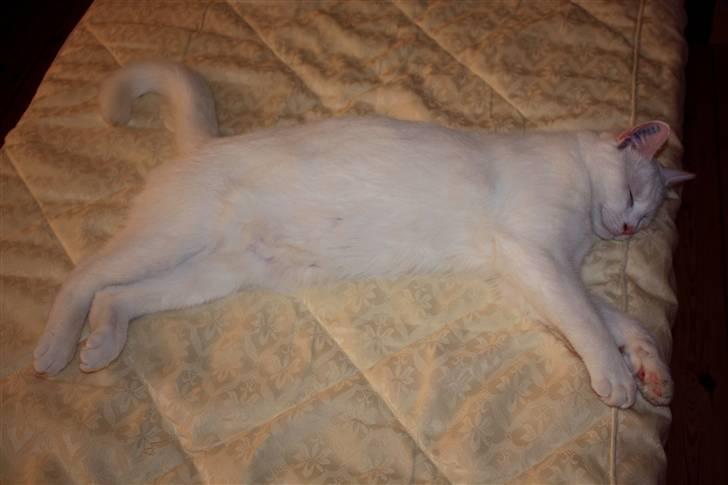 Blanding af racer Loui *R.I.P.* :'( - Og da gæstesengen på mit værelse, blev stillet op, skulle den også lige afprøves af Loui, inden vi andre kunne komme til at sove i den :) billede 14