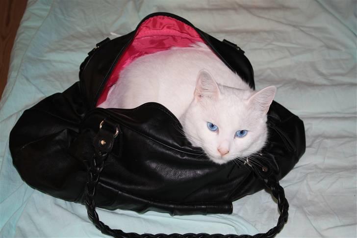 Blanding af racer Loui *R.I.P.* :'( - Han har et eller andet med tasker.. Femi-kat! :D billede 15