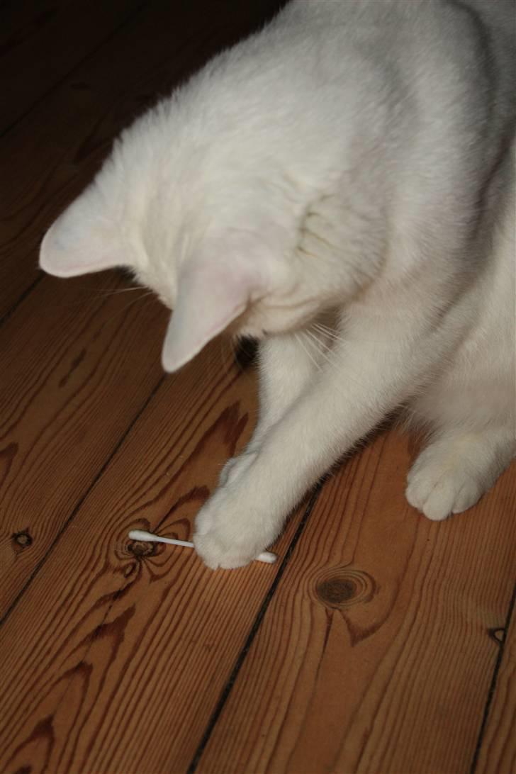 Blanding af racer Loui *R.I.P.* :'( - Og så er Loui helt vild med vatpinde.. Han elsker at lege med dem :) billede 18