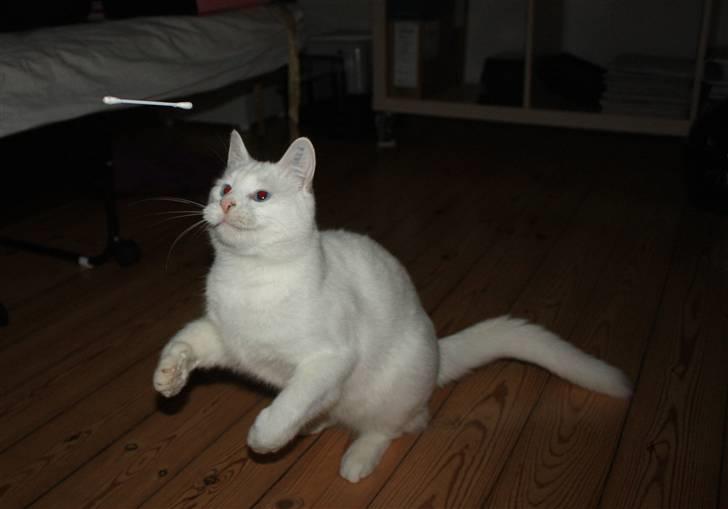 Blanding af racer Loui *R.I.P.* :'( - Grib vatpinden lille kat :D billede 19