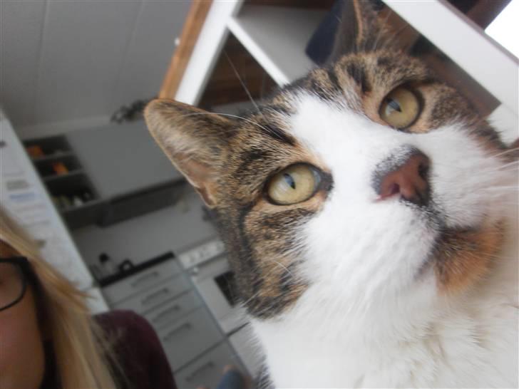 Huskat Levhe billede 2