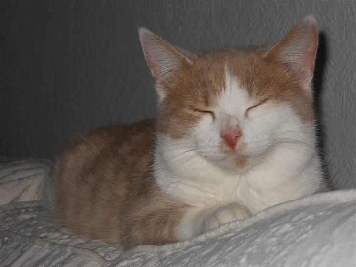 Huskat Sally ( måske Drægi ) billede 7