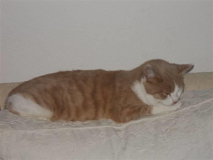 Huskat Sally ( måske Drægi ) billede 8