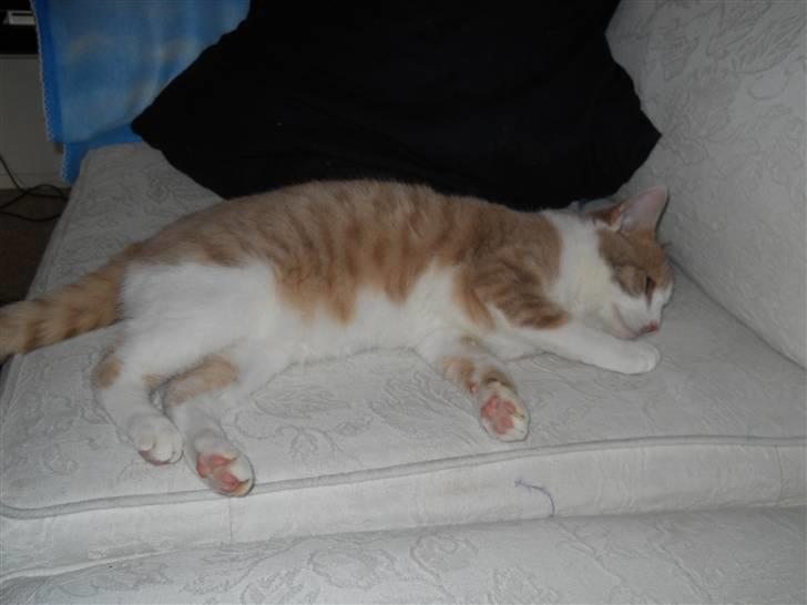 Huskat Sally ( måske Drægi ) billede 9