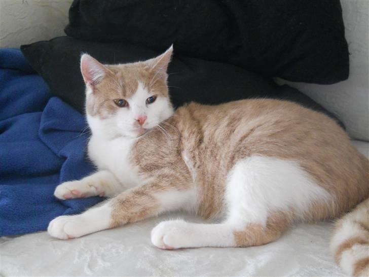 Huskat Sally ( måske Drægi ) billede 10