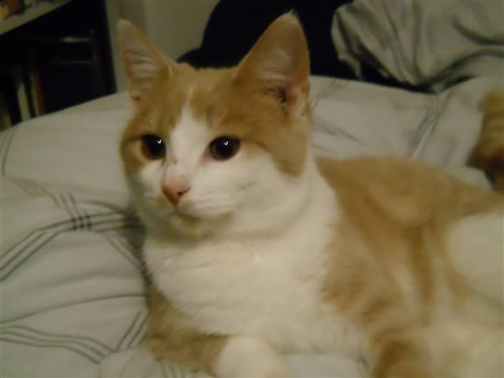 Huskat Sally ( måske Drægi ) billede 11