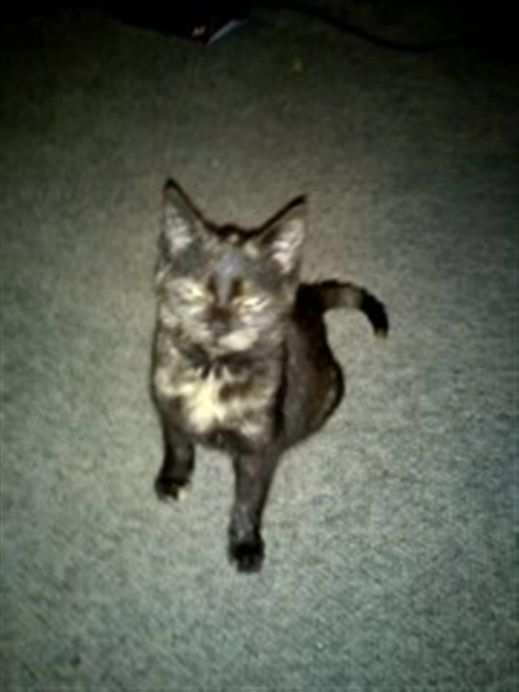 Huskat Hexia de trix billede 2