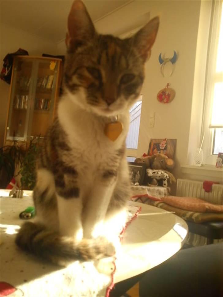 Blanding af racer Angel *Bor i Bække - Nyt af Angel billede 2