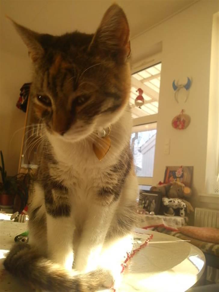 Blanding af racer Angel *Bor i Bække - Nyt af Angel billede 3