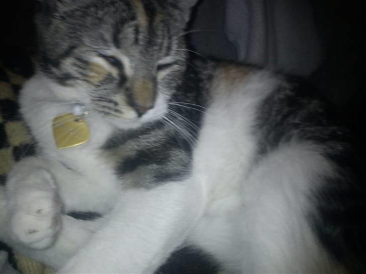 Blanding af racer Angel *Bor i Bække - Godnat  billede 4