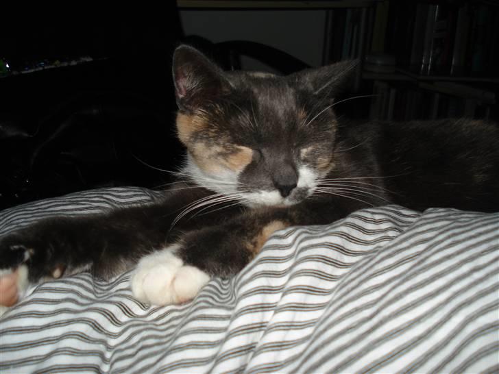 Blanding af racer Puff † - 1. Januar 2011 - Rigtig træt mis :) <3 billede 15