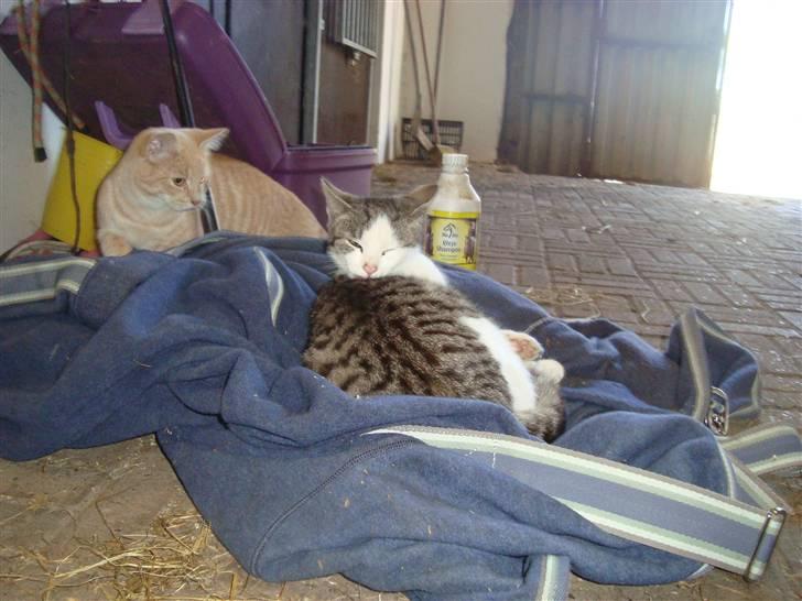 Huskat Basse billede 8