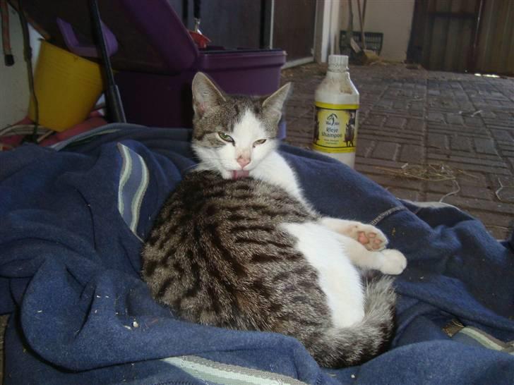 Huskat Basse billede 9