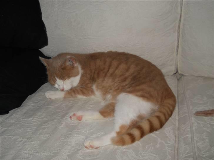 Huskat Sally ( måske Drægi ) billede 12