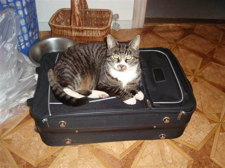 Huskat Jerry *RIP* <3  - skøre kat ;o) billede 17