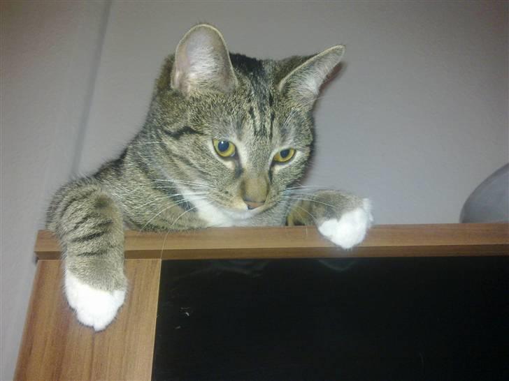 Huskat Mille billede 4