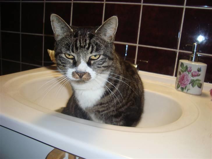 Huskat Jerry *RIP* <3  billede 18