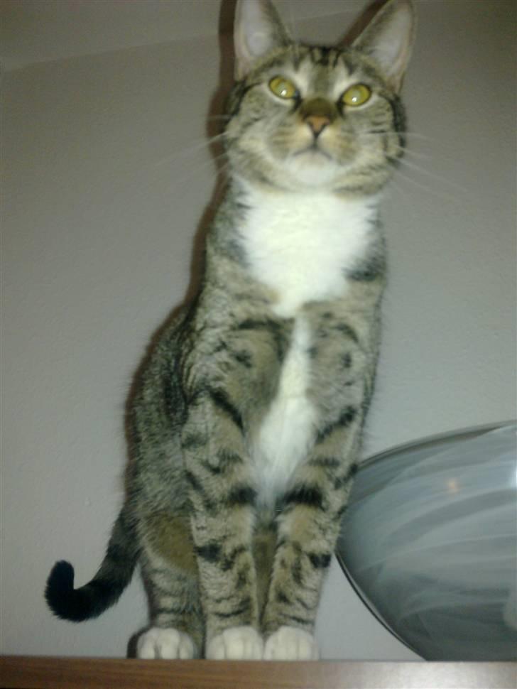 Huskat Mille billede 5