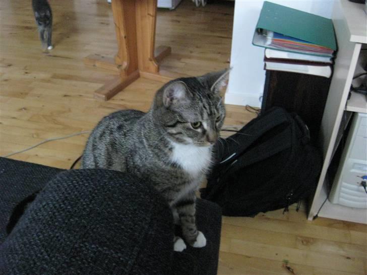 Huskat Mille billede 7