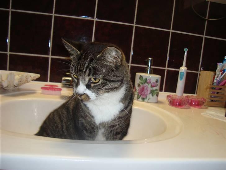 Huskat Jerry *RIP* <3  billede 19