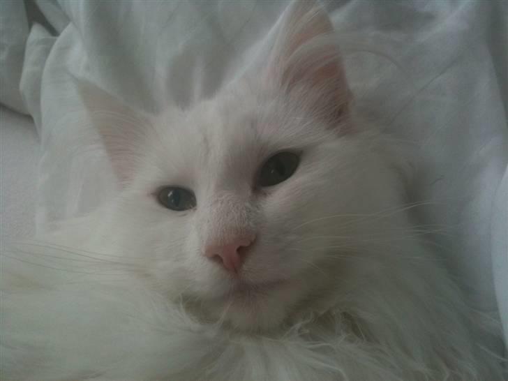 Norsk Skovkat DK Smithstone's Gaffi billede 19