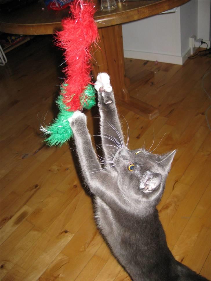 Huskat Nala billede 7