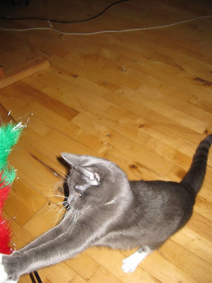 Huskat Nala billede 8