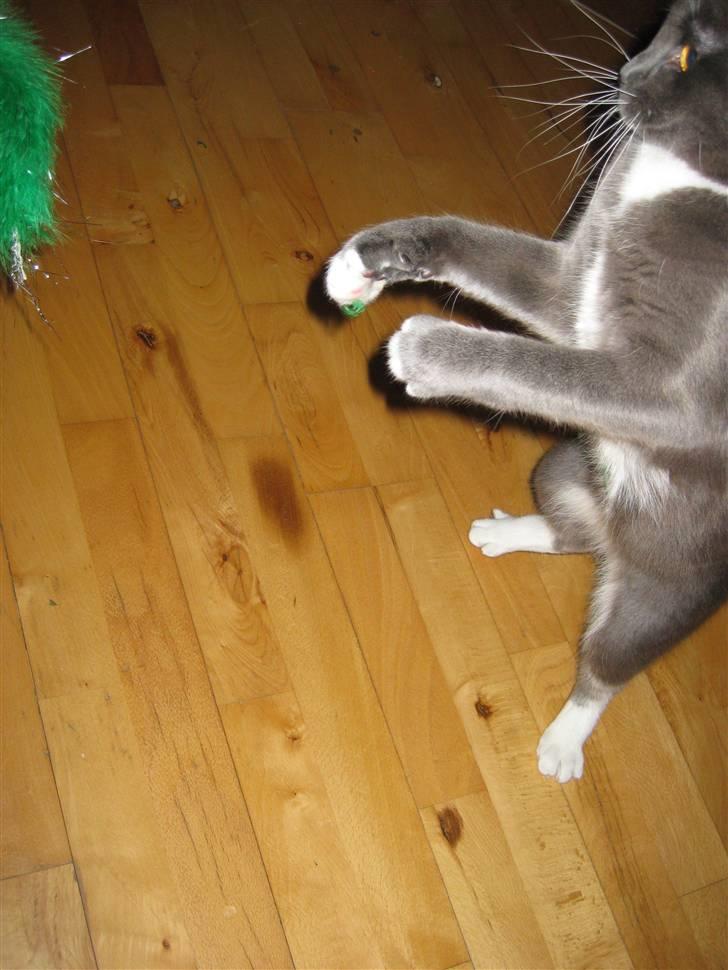 Huskat Nala billede 9