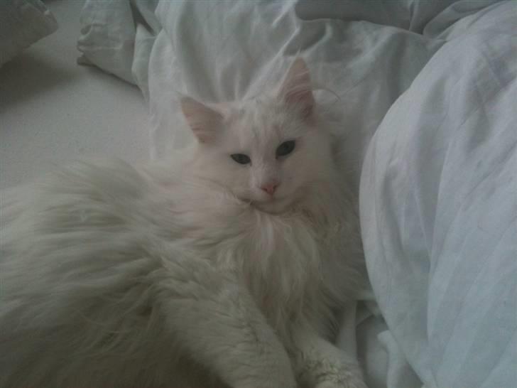 Norsk Skovkat DK Smithstone's Gaffi billede 20