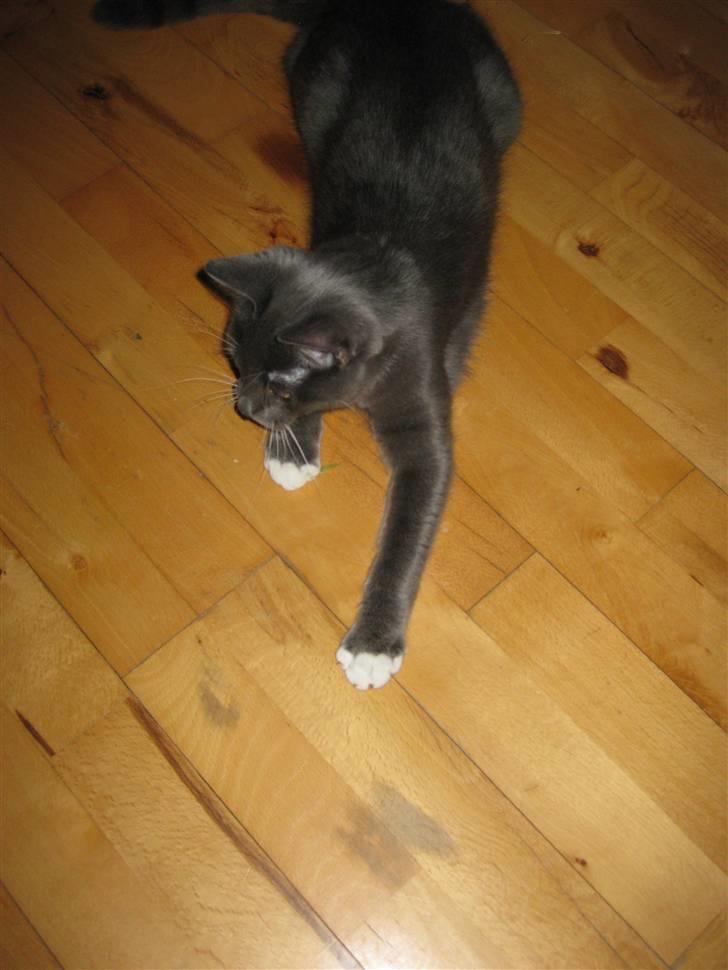 Huskat Nala billede 10