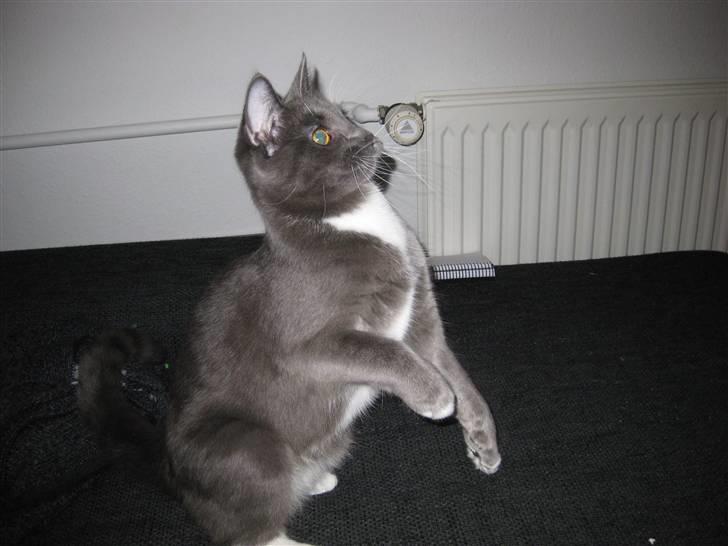 Huskat Nala billede 11